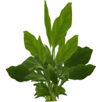 Anubias nana "Large" (PaJaS30) (370 KB) Anubias nana "Large" (PaJaS30)