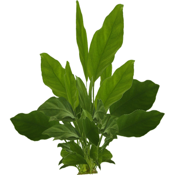 Anubias nana For Sale - Small | Petco