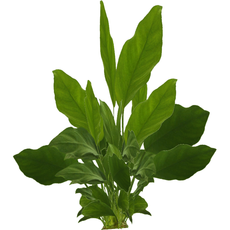 Anubias nana 