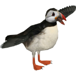 Atlantic Puffin (Whalebite)