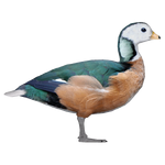 African Pygmy Goose (JimmyzHoopz)