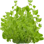Lysimachia nummularia (PaJaS30) (1,005 KB) Lysimachia nummularia (PaJaS30)