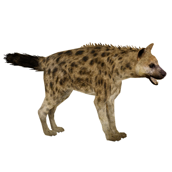 HYENA STATION  Crocuta Crocuta Spotted Hyena (Beige) Alert Line - Machinegun