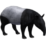 Malayan Tapir (Aurora Designs)