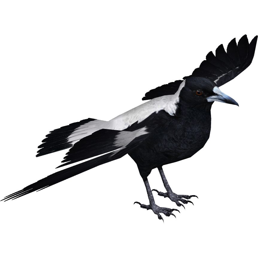 Australian Magpie (Jannick) | ZT2 Download Library Wiki | Fandom
