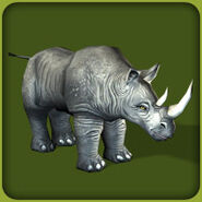 Black Rhinoceros