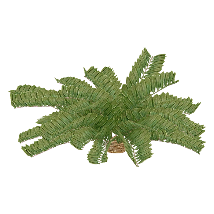 Cardboard Palm (Aurora Designs) ZT2 Download Library Wiki Fandom