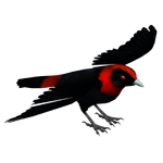 Crimson-collared Tanager (Okeanos)