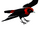 Crimson-collared Tanager (Okeanos)