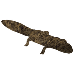 Japanese Giant Salamander (Hispa Designs)