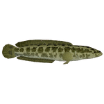 Northern Snakehead (Thom)