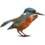 Common Kingfisher (Zerosvalmont)