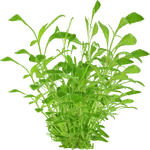 Hygrophila costata (PaJaS30) (622 KB) Hygrophila costata (PaJaS30)