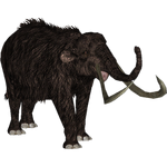 Woolly Mammoth (Bill)