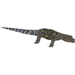 The Book Of Monitor Lizards: Bernd Eidenmüller
