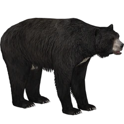 Category:Extinct Bears | ZT2 Download Library Wiki | Fandom