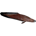 Palau Eel (Imago)