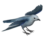 Blue-gray Tanager (Okeanos)
