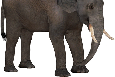 Bornean Pygmy Elephant (Elephantium Creators Realm) | ZT2