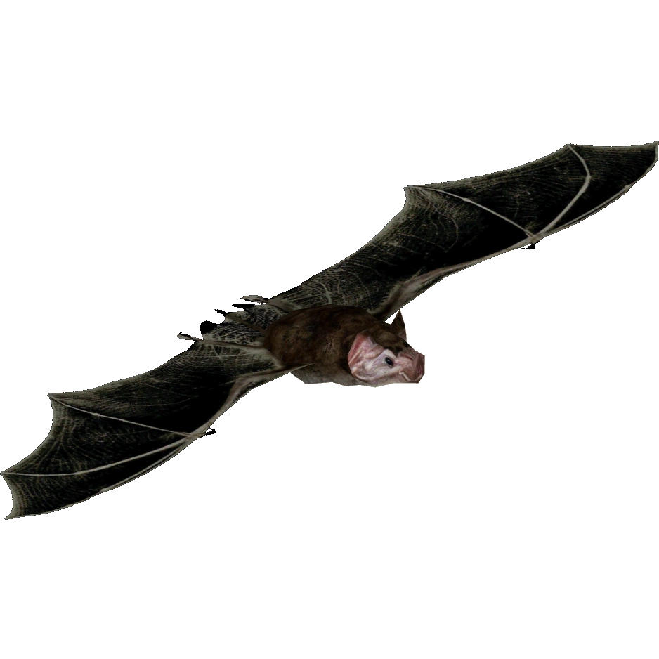Tropical Rainforest Vampire Bat