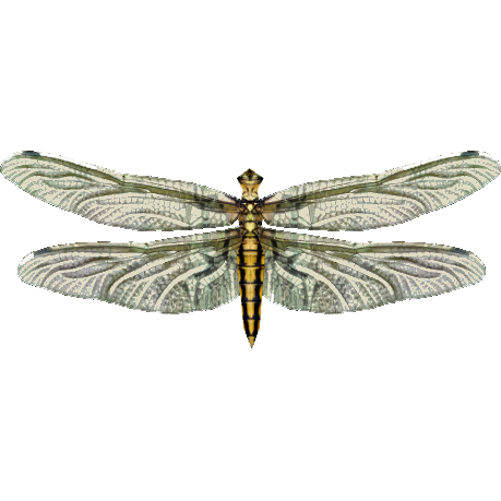 Live Food Dragonfly (HENDRIX) | ZT2 Download Library Wiki