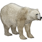 Polar Bear (Eryel & Sam)