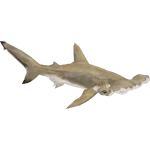 Scalloped Hammerhead (Buffzoo) (164 KB) Scalloped Hammerhead (Buffzoo)