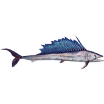 Lancetfish (Dycki1231)