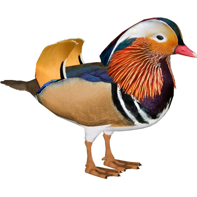 Mandarin Duck (Jannick) | ZT2 Download Library Wiki | Fandom