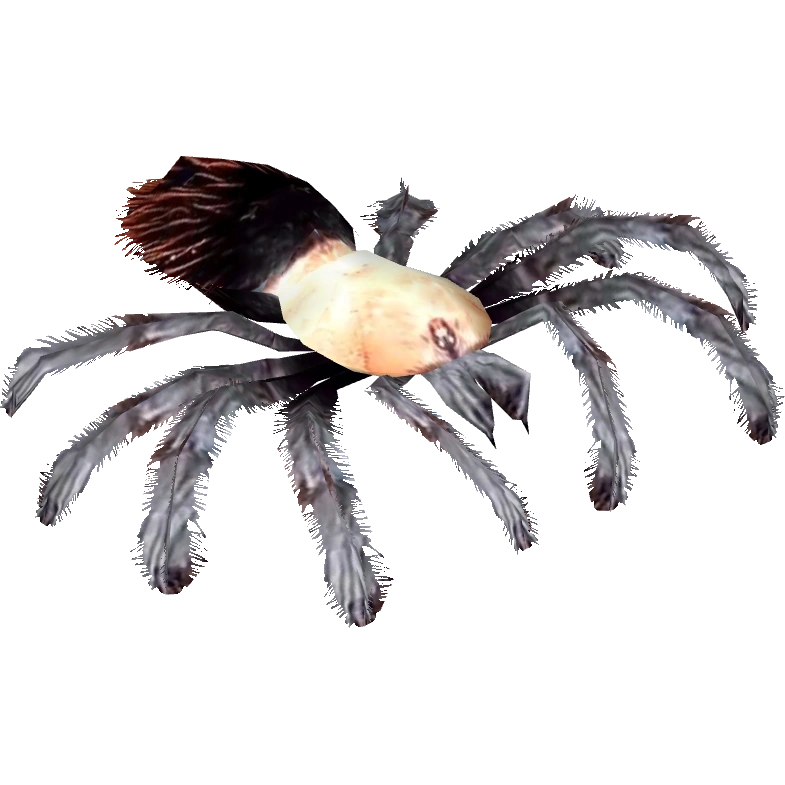Mexican Golden Red-rump Tarantula (Terrena Laxamentum) | ZT2 Download ...