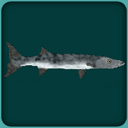 Great Barracuda