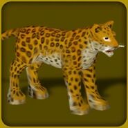 Indian Leopard