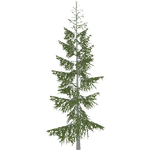 Tamarack (Paleop)