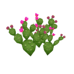 Beavertail Cactus (Zeta-Designs)