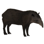 Brazilian Tapir (Athamus)