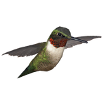 Ambient Ruby-throated Hummingbird (Jannick)