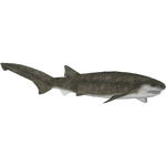 Broadnose Sevengill Shark (7SeasDesigns)