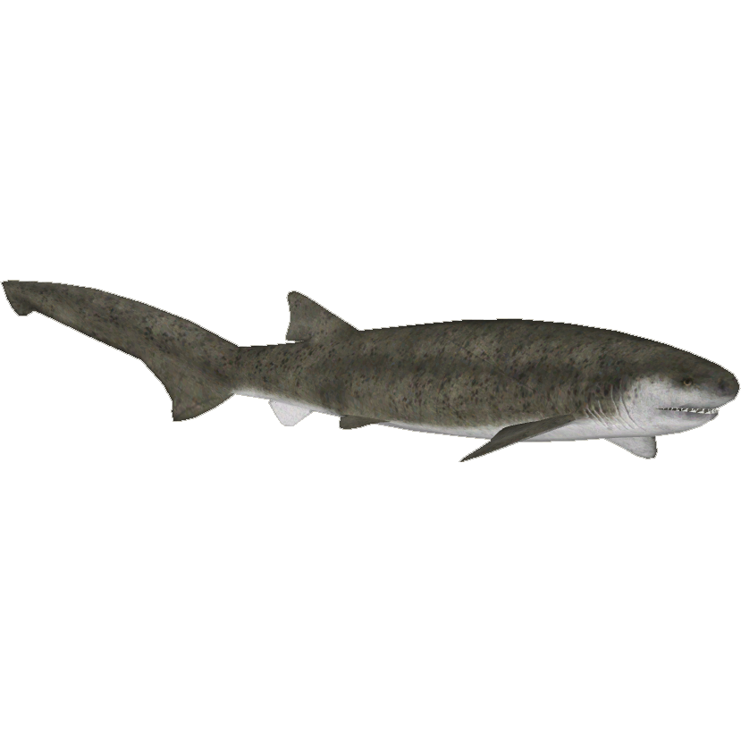 Broadnose Sevengill Shark (7SeasDesigns) | ZT2 Download Broadnose Sevengill Shark (7SeasDesigns) | ZT2 Download