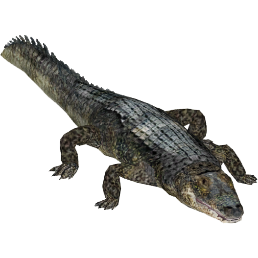 Chinese alligator - Wikipedia