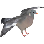 Common Wood Pigeon (Ulquiorra)