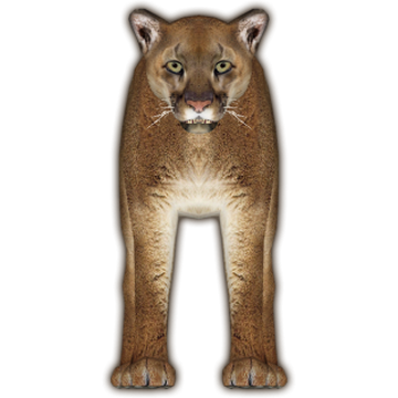 Mountain Lion (Eryel & JimmyzHoopz) | ZT2 Download Library Wiki 