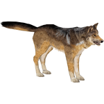 Mexican Wolf (Bunyupy)