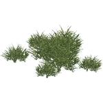 Neptune Grass (HENDRIX) (653 KB) Neptune Grass (HENDRIX)