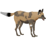 African Wild Dog (Dedennedillo) (1.13 MB) African Wild Dog (Dedennedillo)