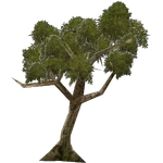 Shepherd's Tree (Demon Hunter)