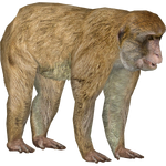 Barbary Macaque (DutchDesigns)