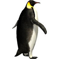 Category:Penguins | ZT2 Download Library Wiki | Fandom