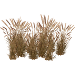 Red Fountain Grass (Otter Lord)