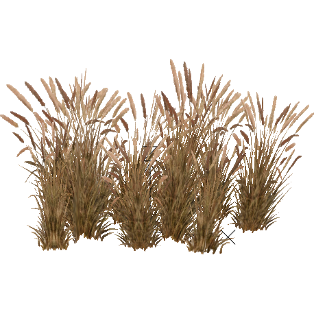 pennisetum rubrum png