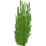 Ceratophyllum demersum "Mexico" (PaJaS30) (349 KB) Ceratophyllum demersum "Mexico" (PaJaS30)